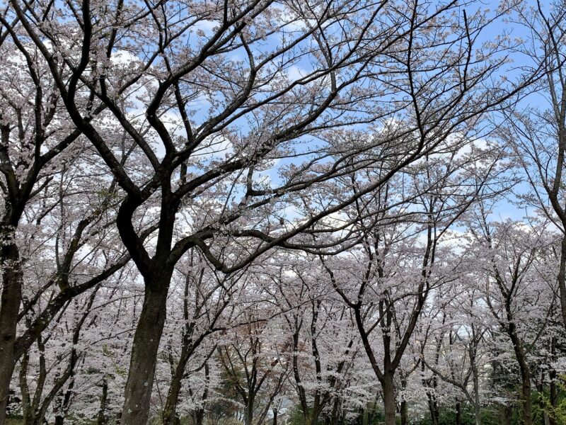 上から見た桜