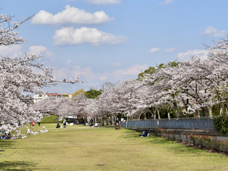 芝生の広場と桜並木