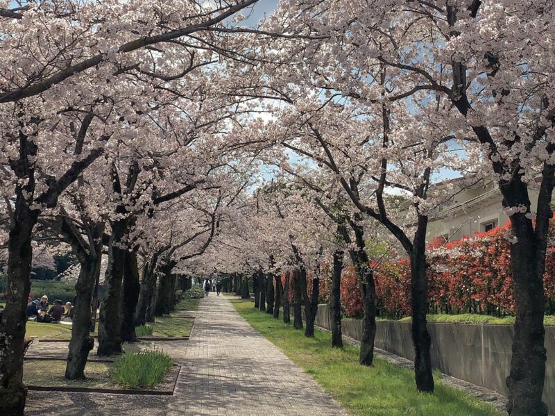 桜並木