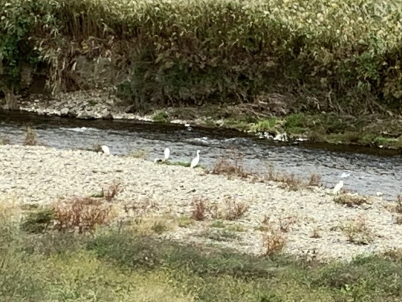 浅川にいたシロサギ