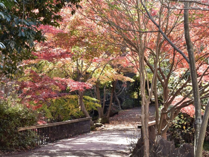 お月見公園近くのモミジ