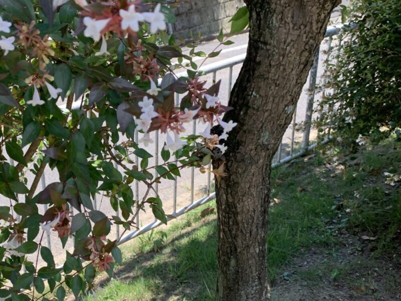 ふじみ公園アベリアの花