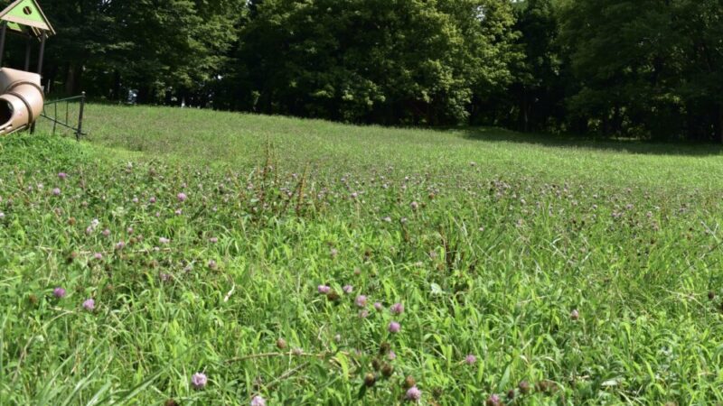 わくわく広場の花畑