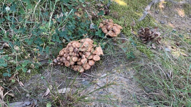 かしまだい公園芝生エリアの隅に生えているキノコ