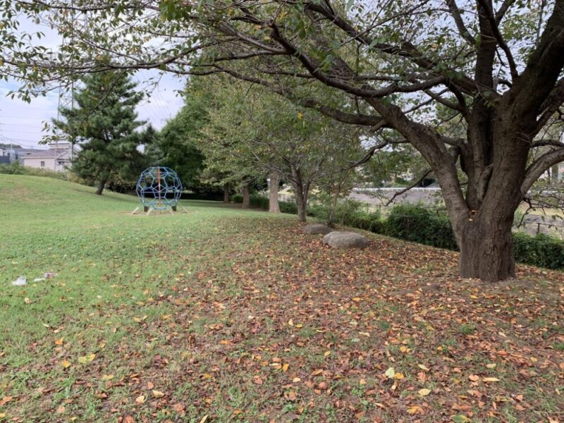 公園の様子とサクラの木