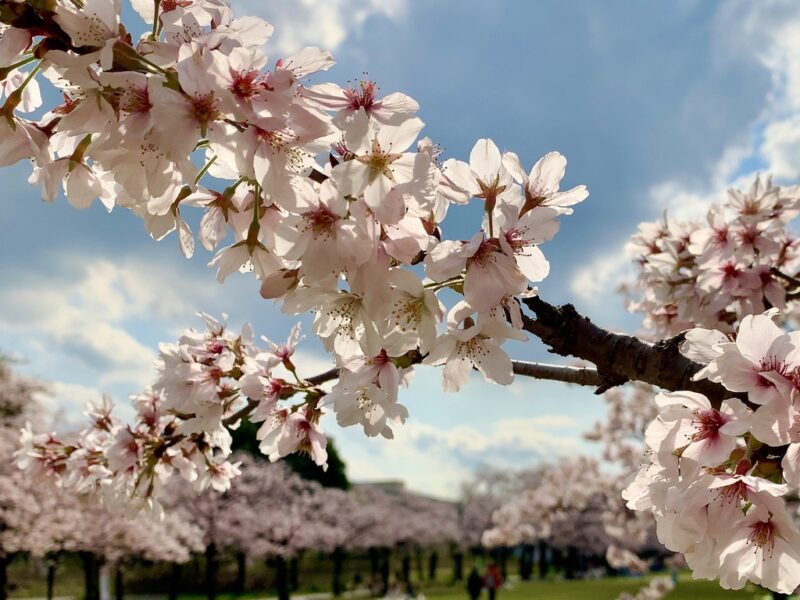 桜