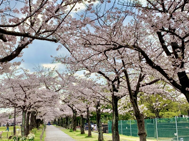 桜並木