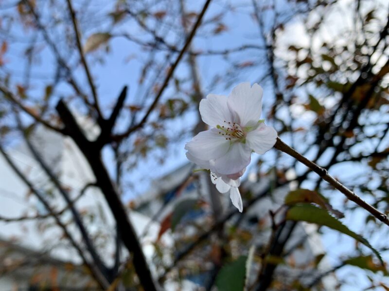 秋に咲く桜