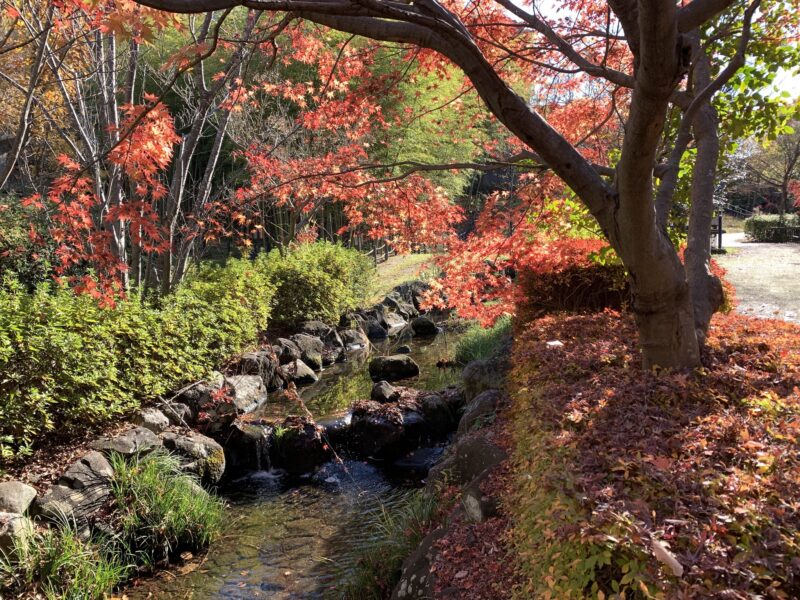 竹林と紅葉