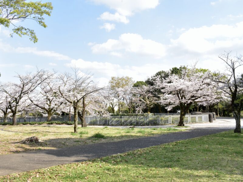 桜並木