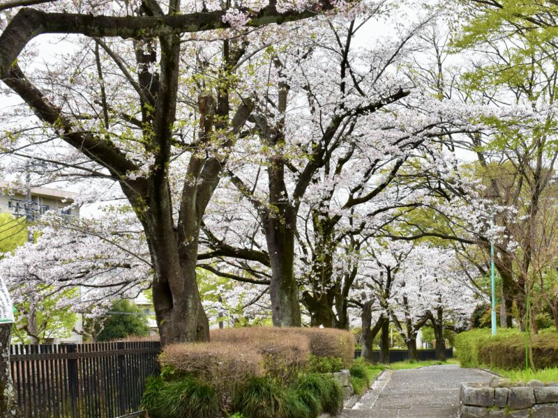 桜並木と管理事務所