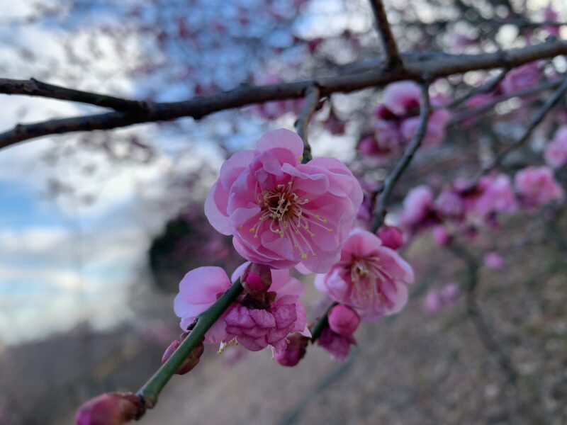 梅の花