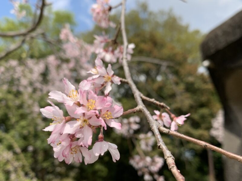 桜