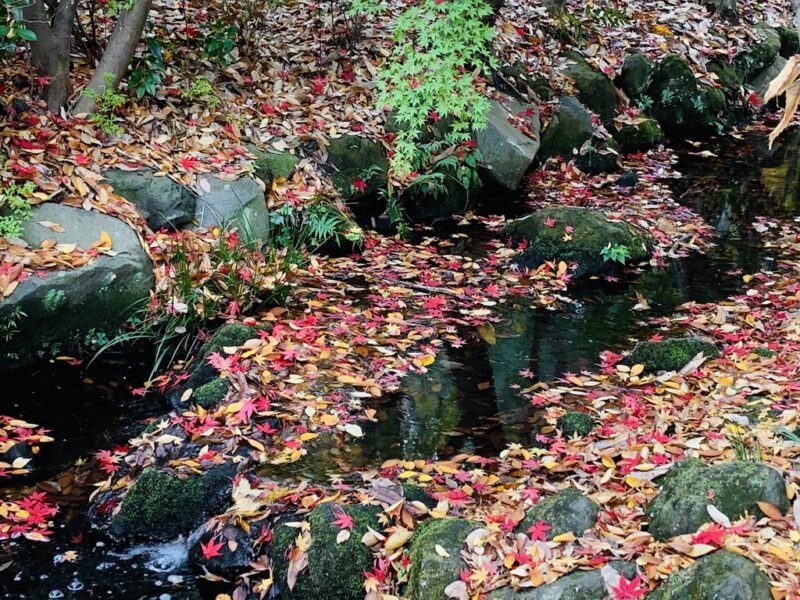 せせらぎ緑道の紅葉5