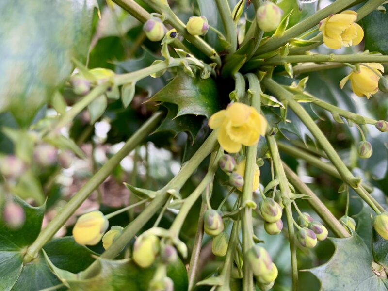 ヒイラギナンテンの花