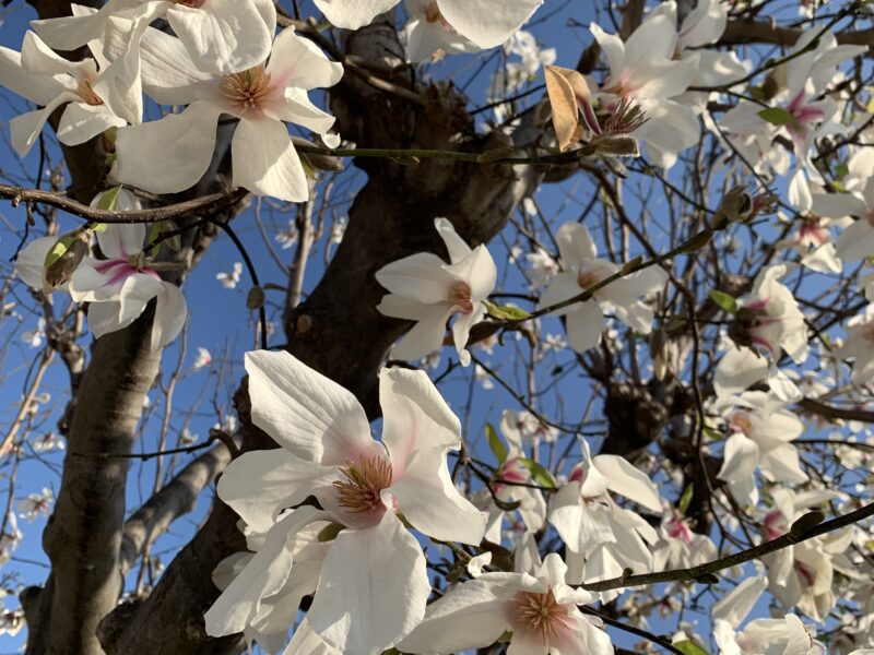 コブシの花