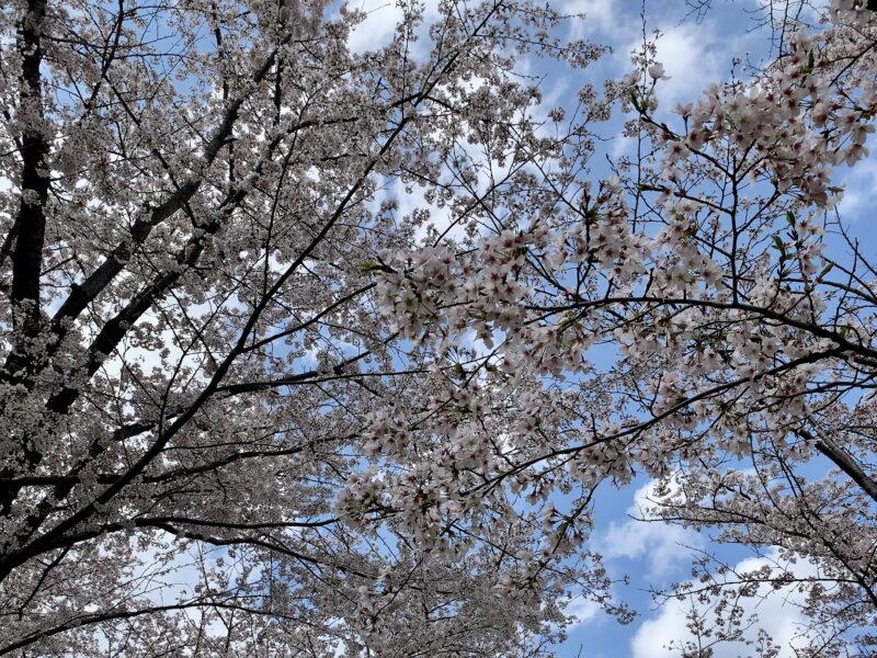 桜