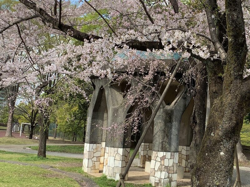 あずま屋と桜