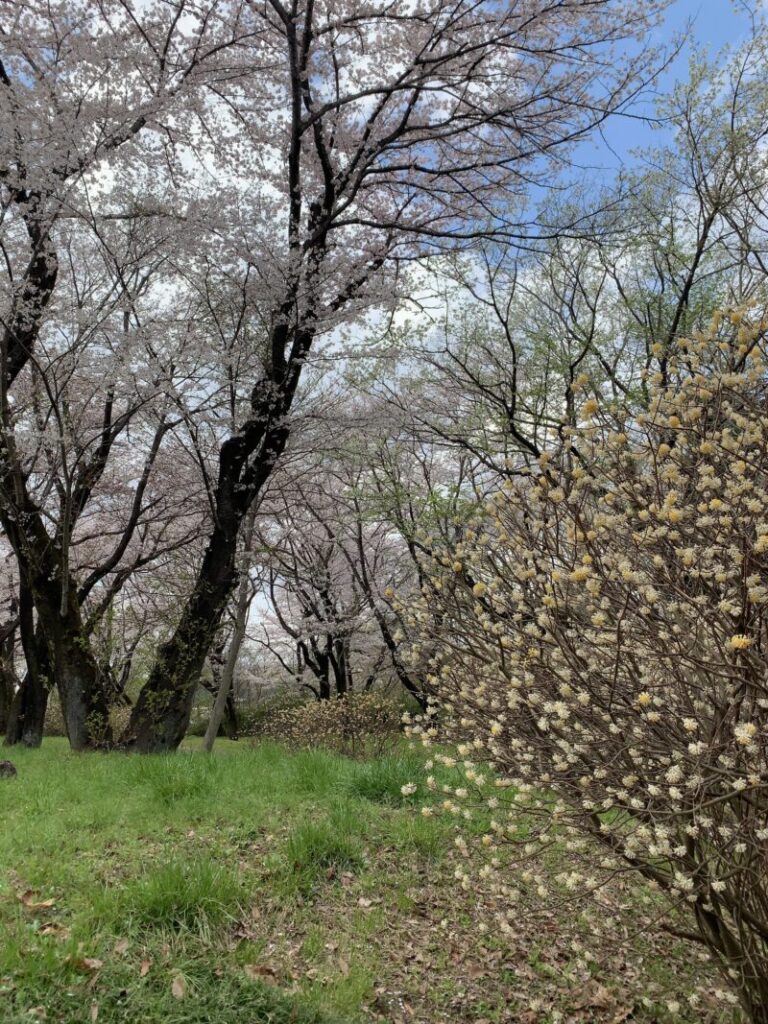 みつまたと桜