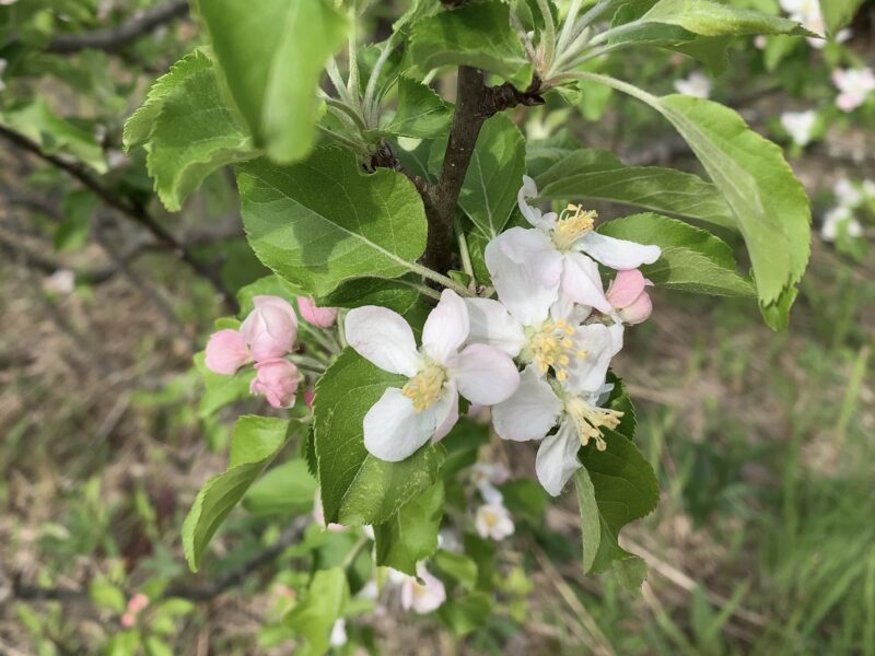 りんごの花？