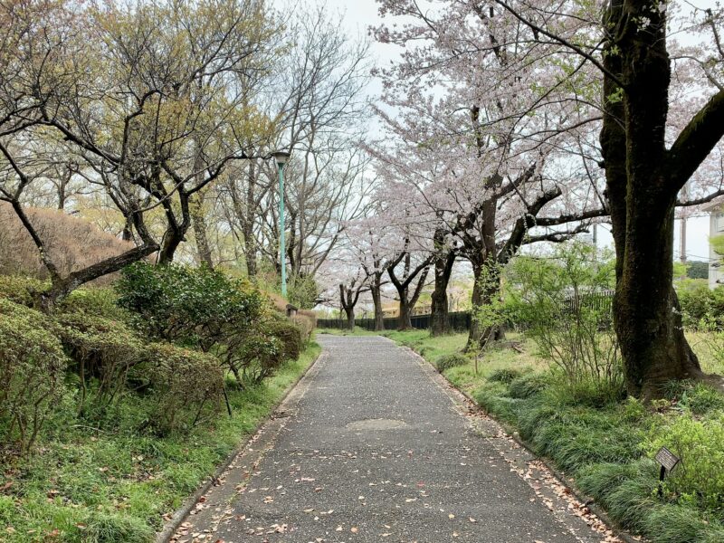 公園内の桜並木