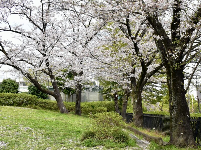 花の広場