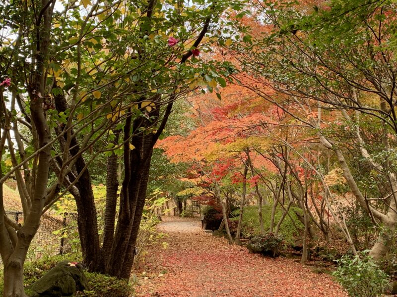 せせらぎ緑道の紅葉3