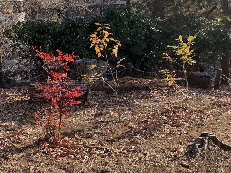 幼木の紅葉