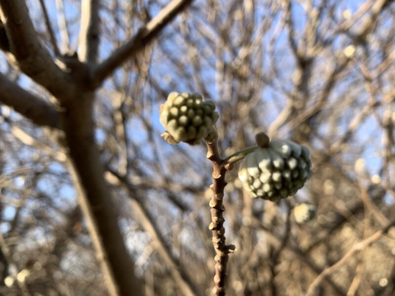 みつまたの蕾