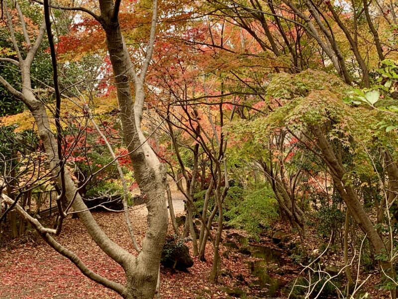 せせらぎ緑道の紅葉4